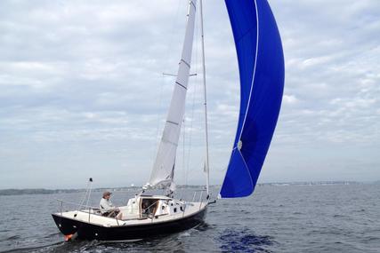 Tartan Fantail for sale in United States of America for P.O.A. Tartan Fantail for sale in United States of America for P.O.A.