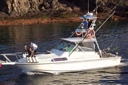 Boston Whaler 31 Sport Fisher man for sale in Spain for €50,000 (£43,175) Boston Whaler 31 Sport Fisher man for sale in Spain for €50,000 (£43,175)
