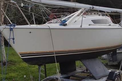 Hunter Duette for sale in Ireland for €5,250 (£4,729)